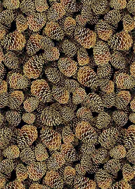 Joyful - Timeless Treasures - CM1282 - Packed Pinecones - Brown