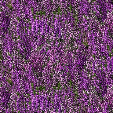 Highland Cows - Timeless Treasures - 4397 - Lavender Fields - Purple